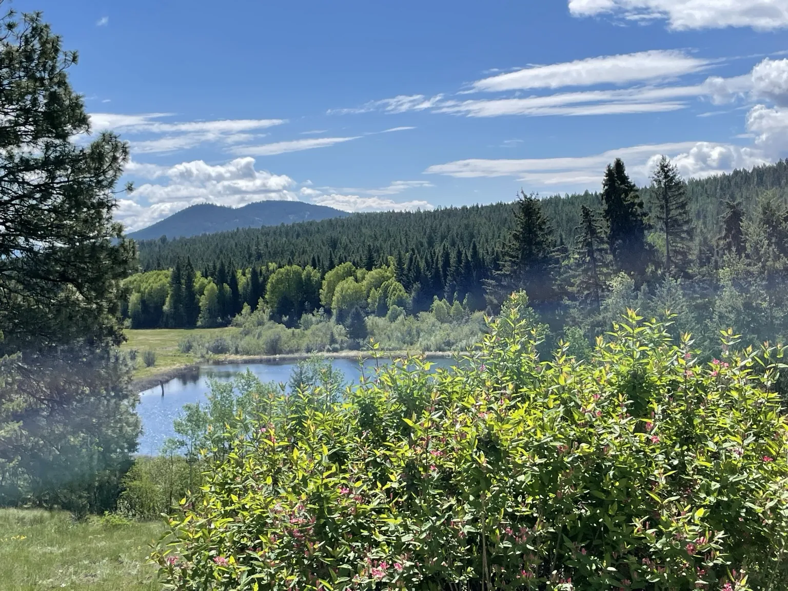 Waterfront and forest viewed from the property
