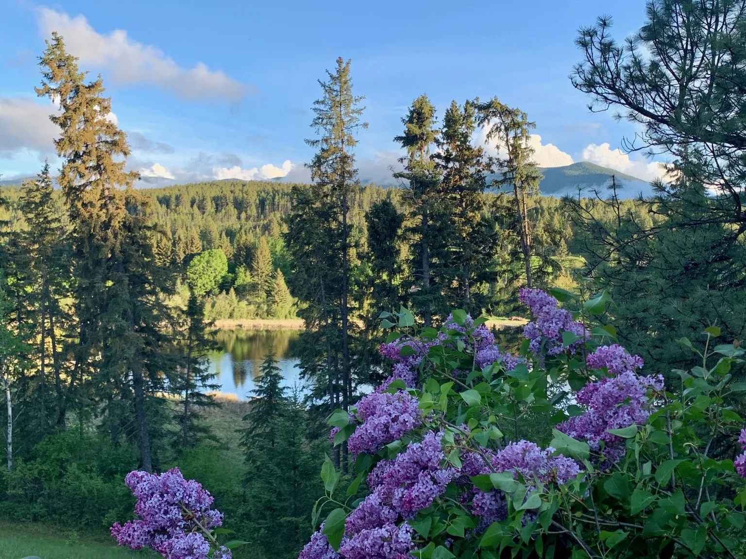 Lilacs overlooking the water and forest