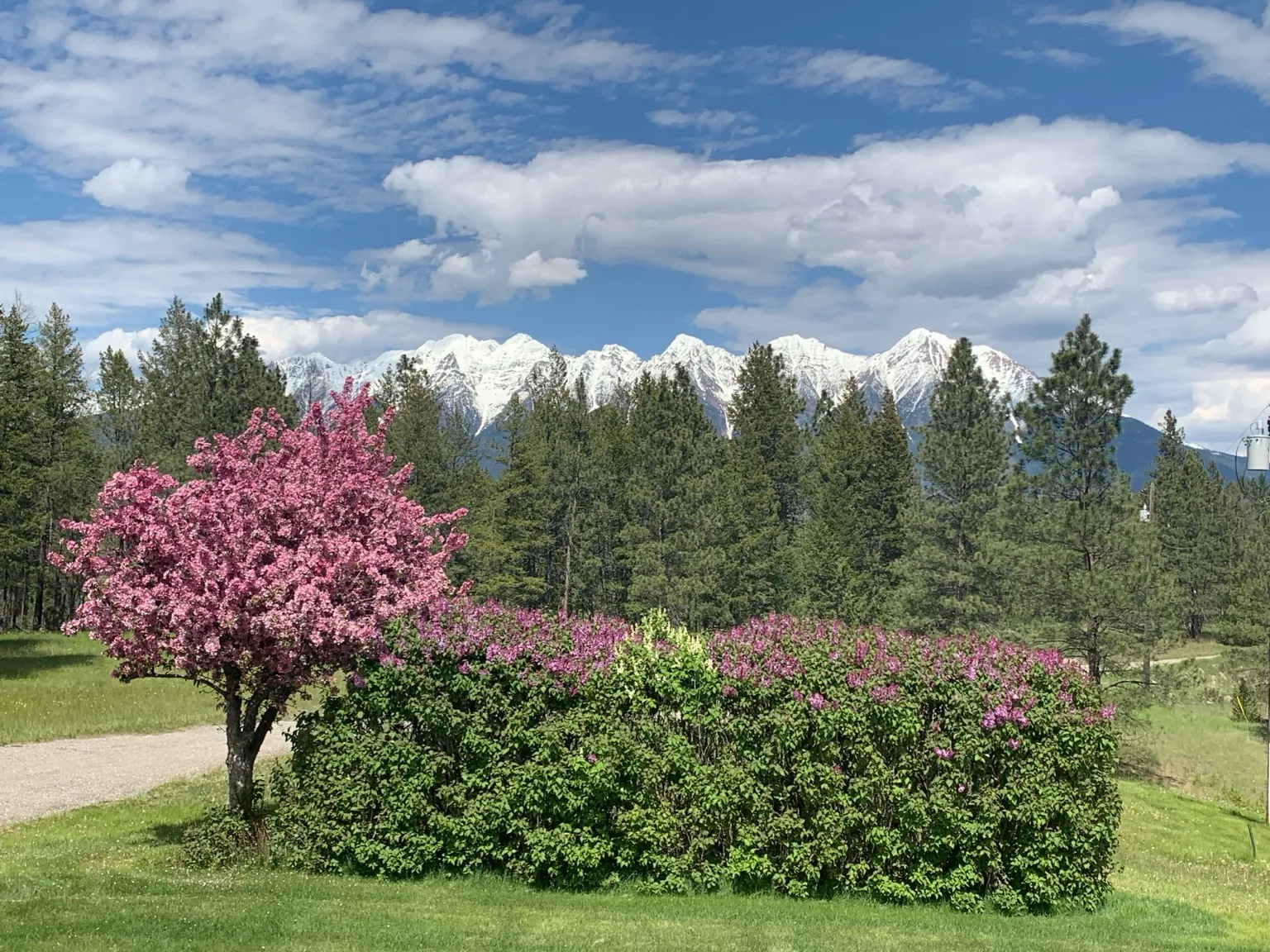 Spring blossoms and mountain view