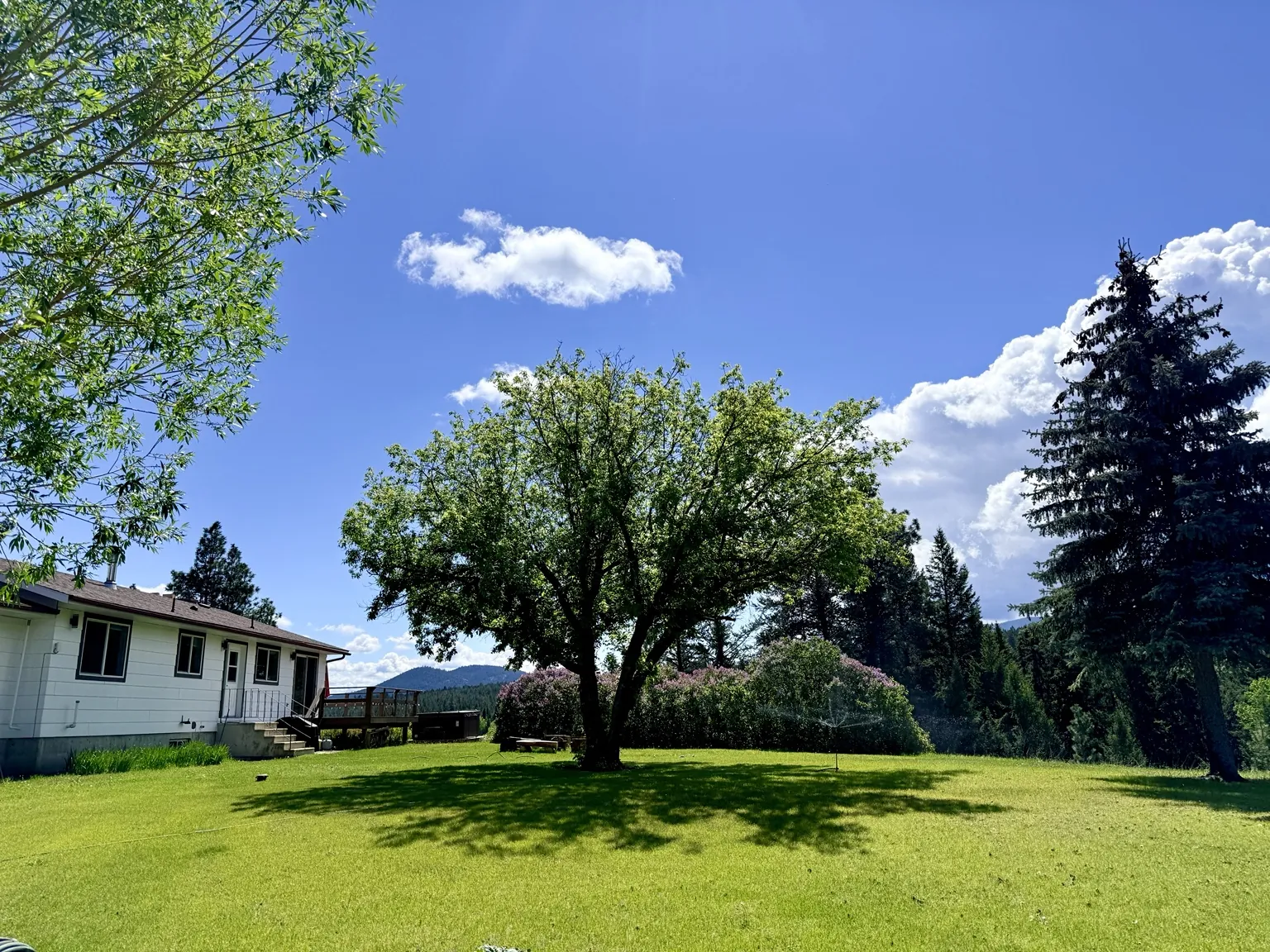 Large green yard and mature trees